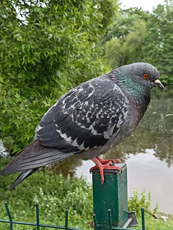 Голубок. - Лилия *