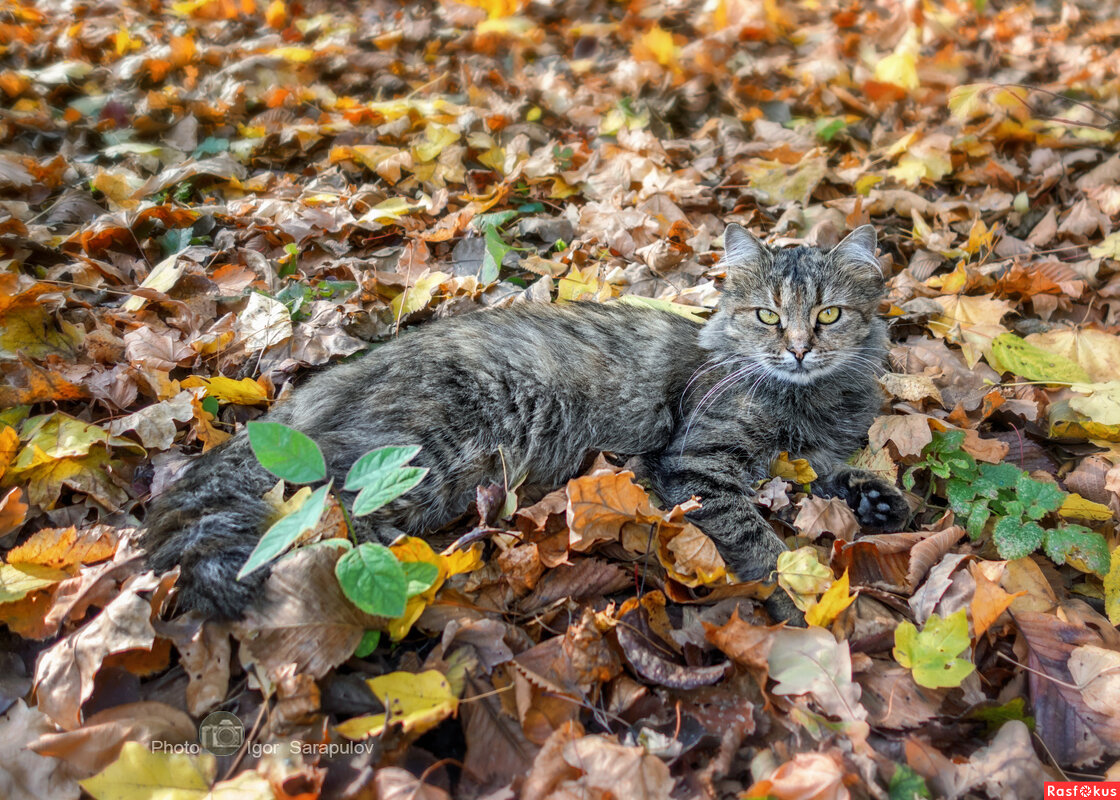 Осень, усы, лапы, хвост - Игорь Сарапулов