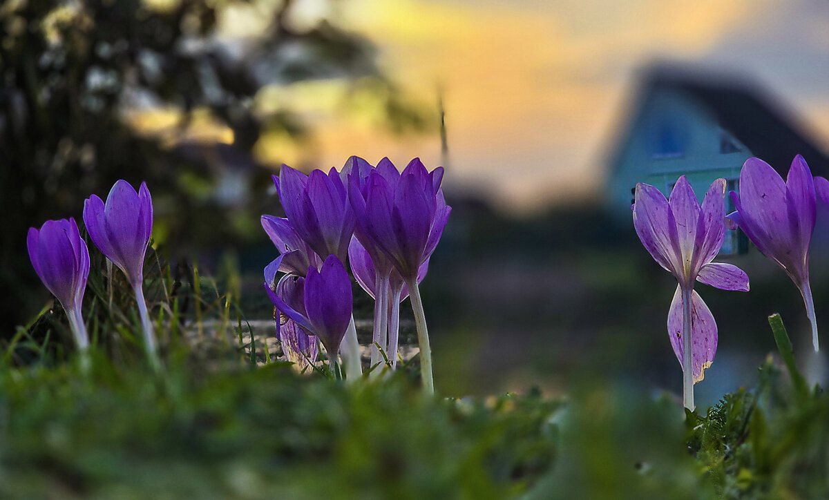 Крокусы - Oleg S Крокусы - Oleg S