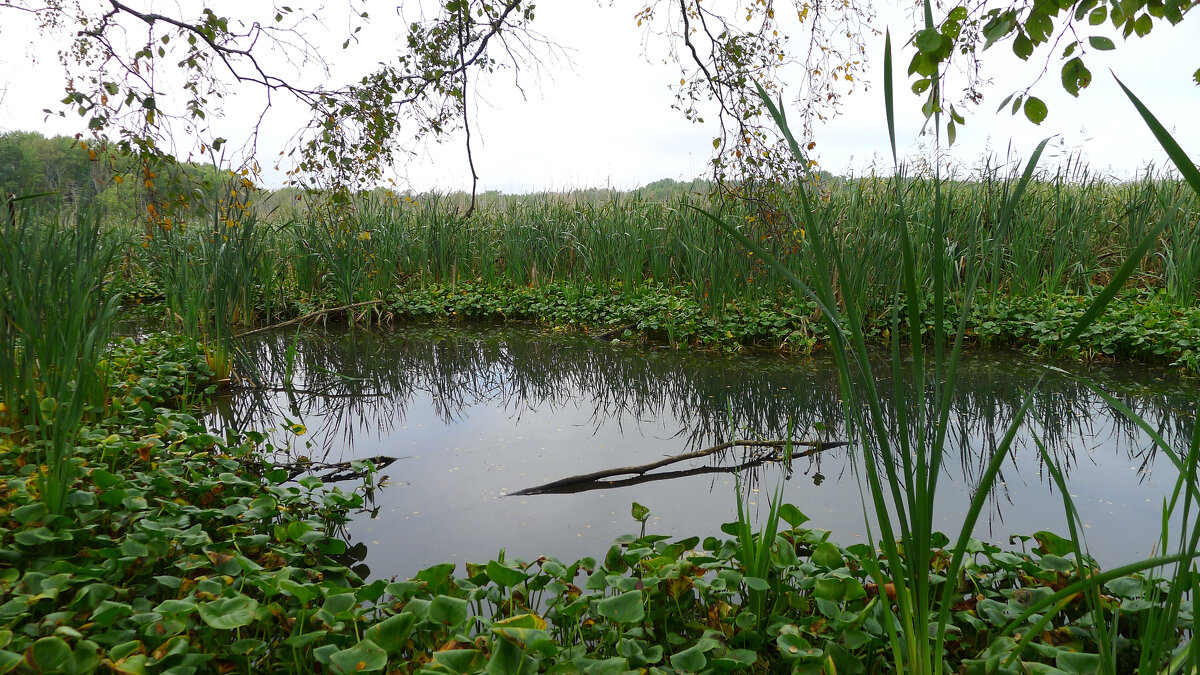 Время остановилось где-то между камышами - Серж Show