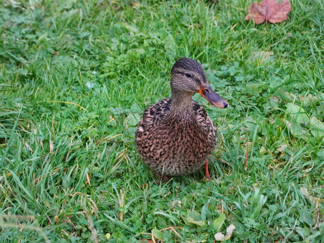 Утка - Денис Бочкарёв