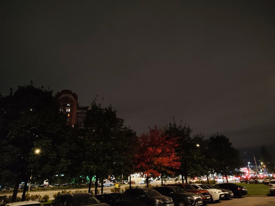 Скороспелый клен - Андрей 