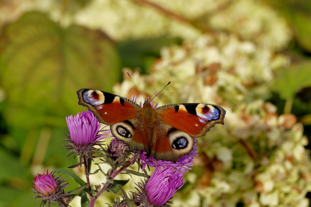 опять бабочки 3 - Александр Прокудин опять бабочки 3 - Александр Прокудин