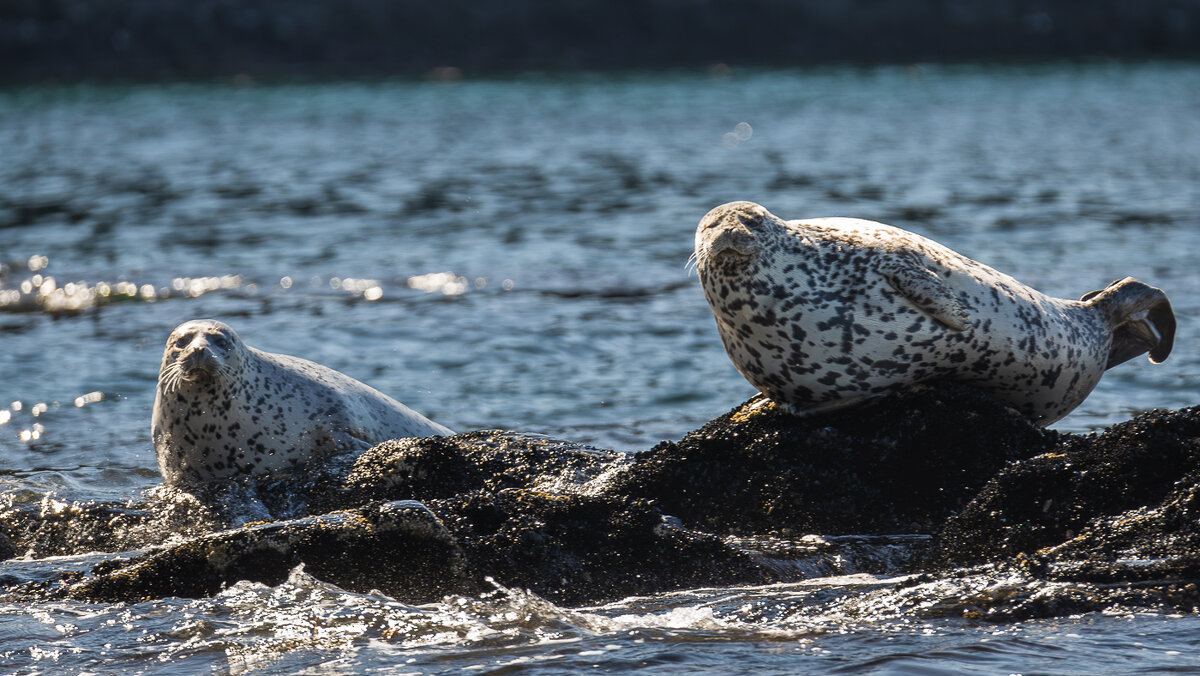 ... - Жора Житников