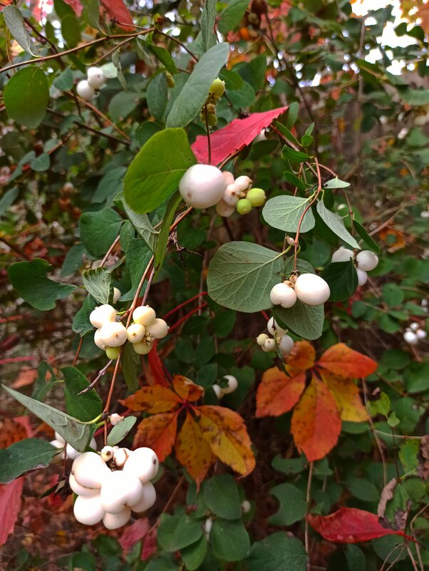 Осенняя дружба - veilins veilins Осенняя дружба - veilins veilins