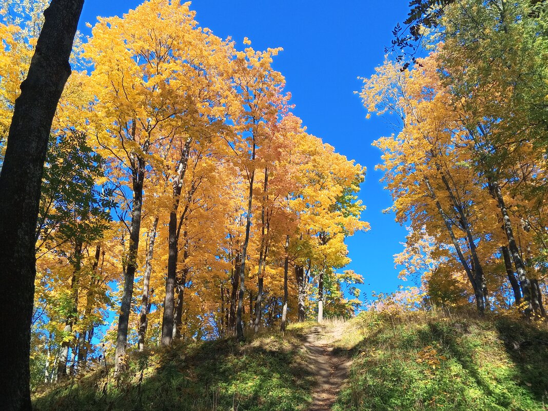 Осень - Сапсан 