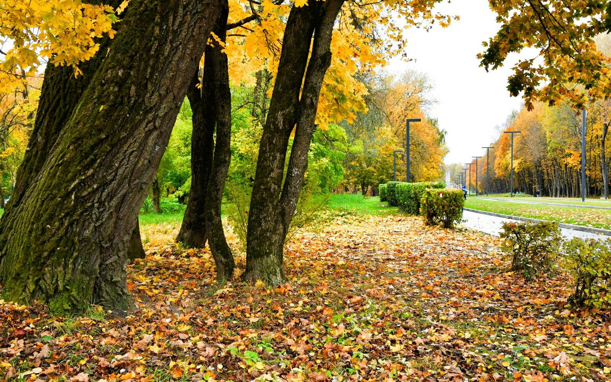 Золотая осень в городе. - Милешкин Владимир Алексеевич 