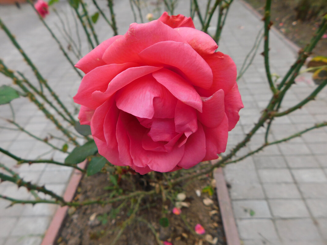 Чайно-гибридая роза Карина - Наиля 