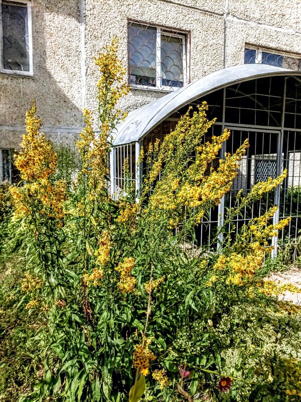 Золотарник - Veera V