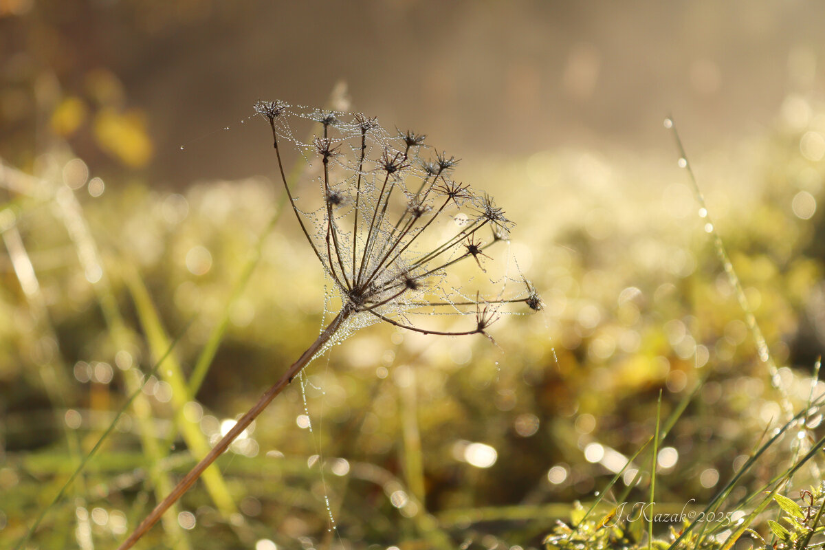 *** - Елена Kазак (selena1965)