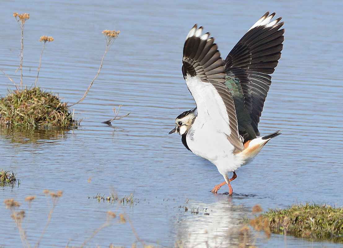 Когда море по колено. - Михаил Белоусов