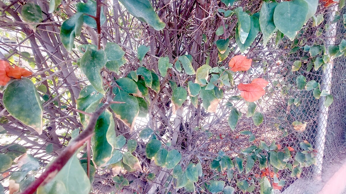 13  ОПЕН (492) - OPEN WAYS ALL