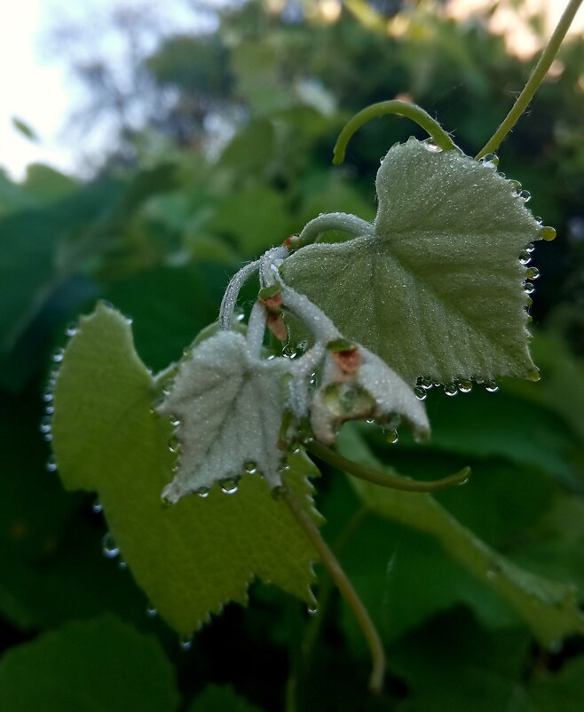 Детали природы - Роман Савоцкий