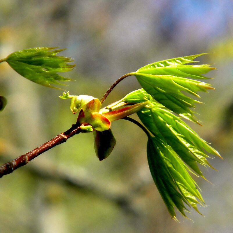 Детали природы - Роман Савоцкий