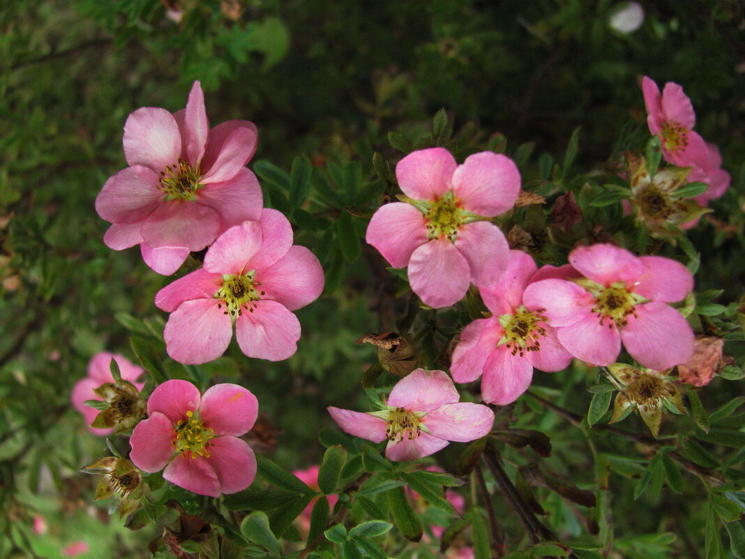 Розовая лапчатка - Людмила Смородинская