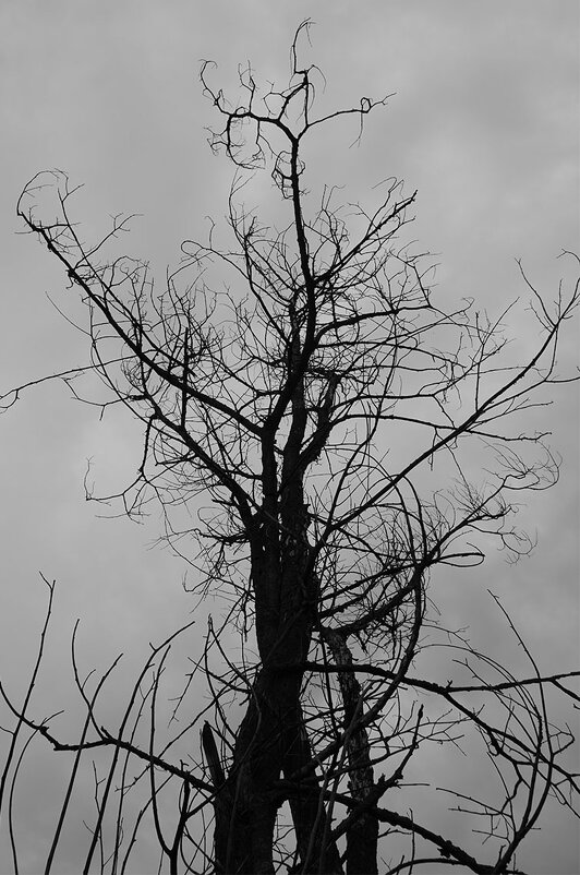 Чудище ... - Лариса Корж