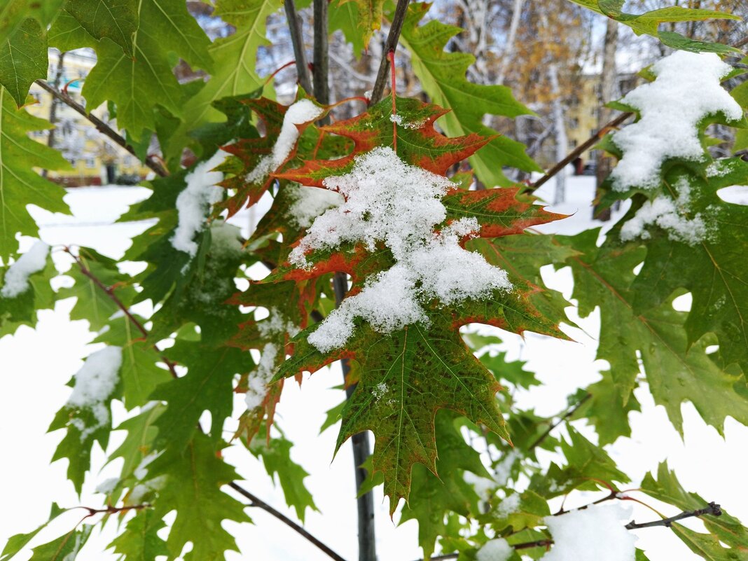 Красиво - николай 