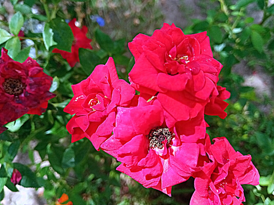 Цветы. - Владимир Драгунский