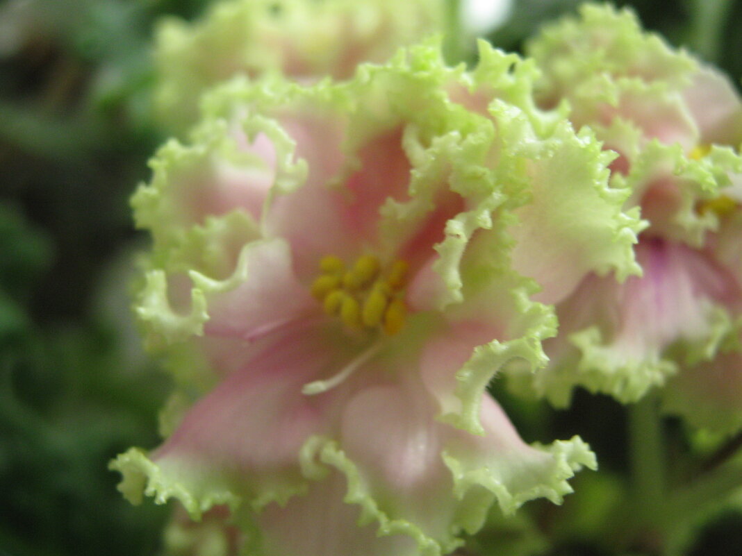 Нежность - Елена Семигина