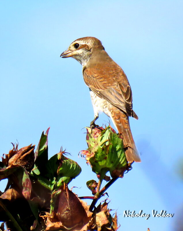 Сорокопут - Николай Волков Сорокопут - Николай Волков