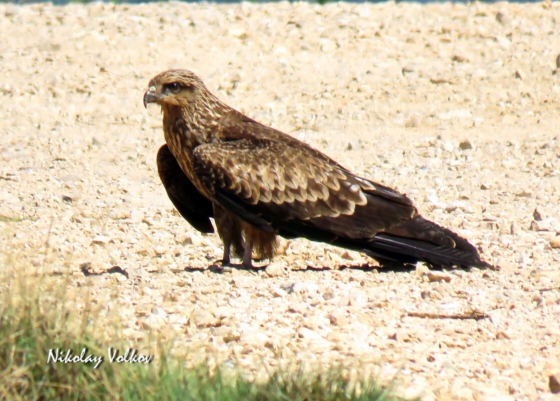 Чёрный коршун - Николай Волков