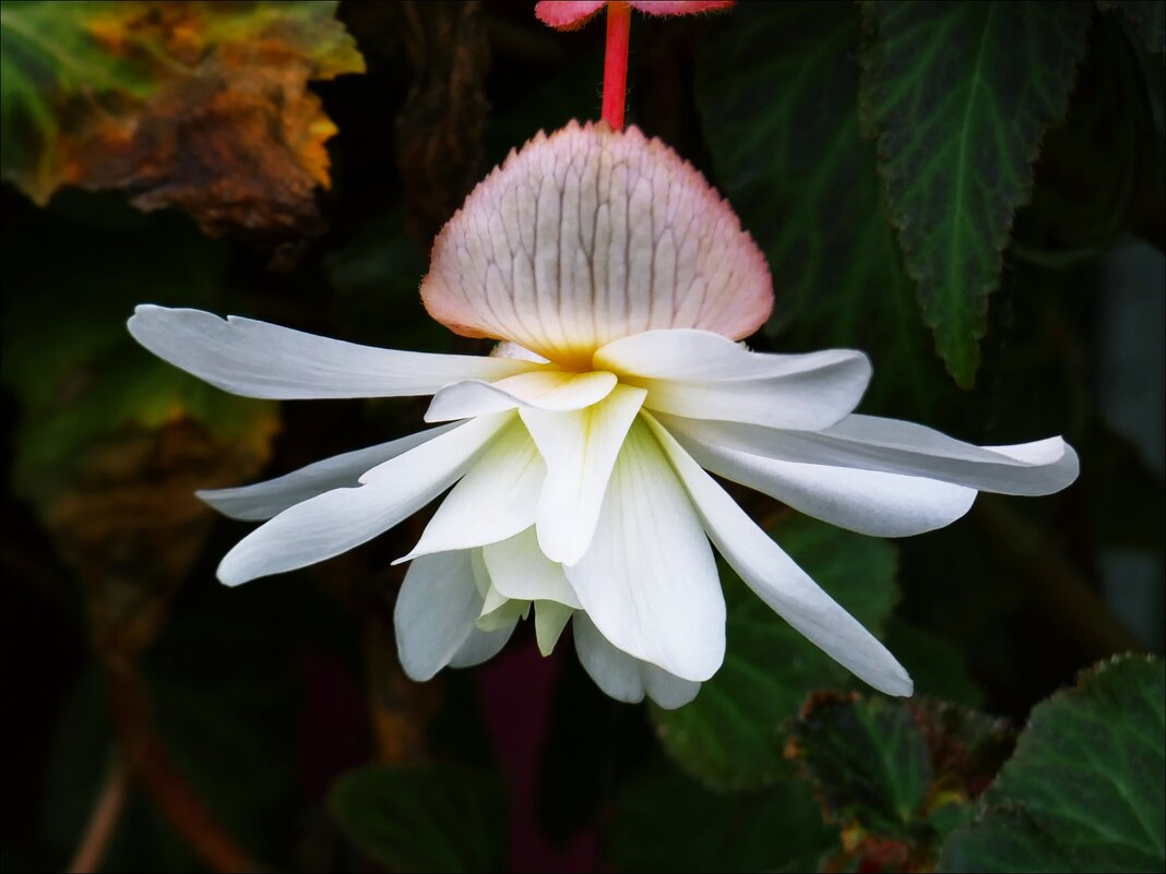 Белая бегония - Валентина *