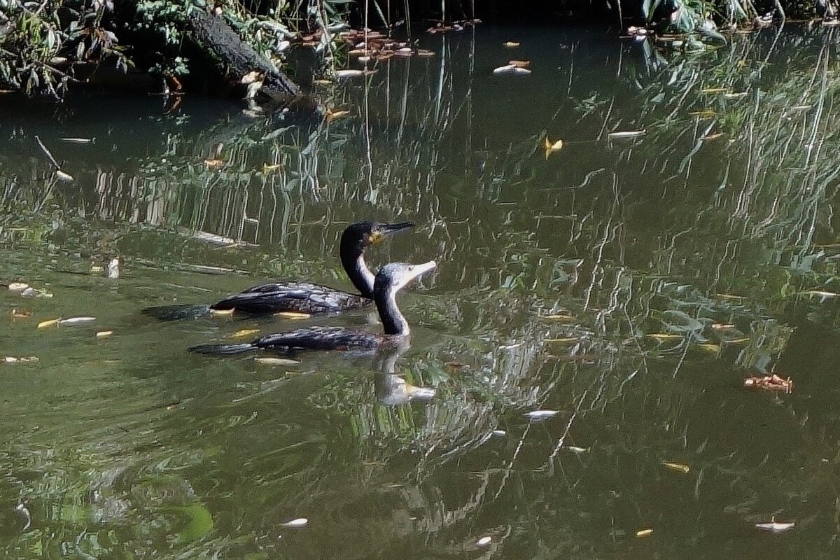 Большой баклан - Рита Симонова