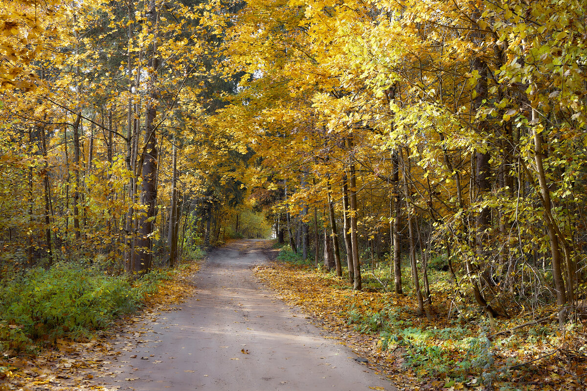 Осенняя прогулка - Андрей Город Осенняя прогулка - Андрей Город