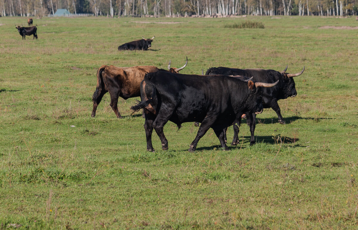 *** - Геннадий Порохов