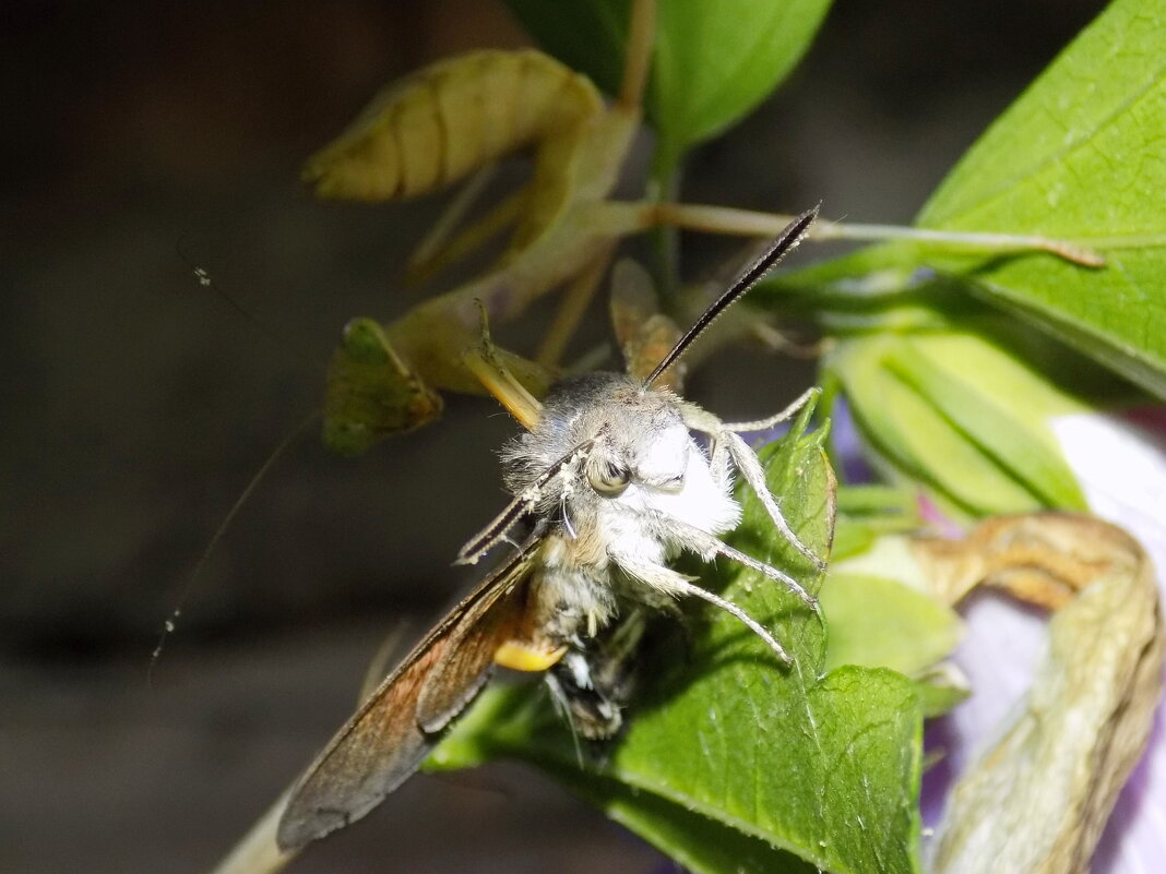 Языкану не повезло... - Константин Штарк Языкану не повезло... - Константин Штарк