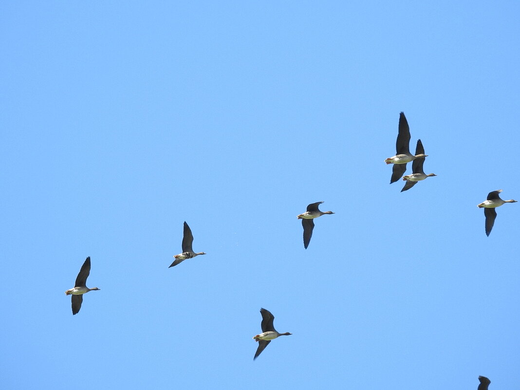 дикий мир осенью - ИННА ПОРОХОВА дикий мир осенью - ИННА ПОРОХОВА