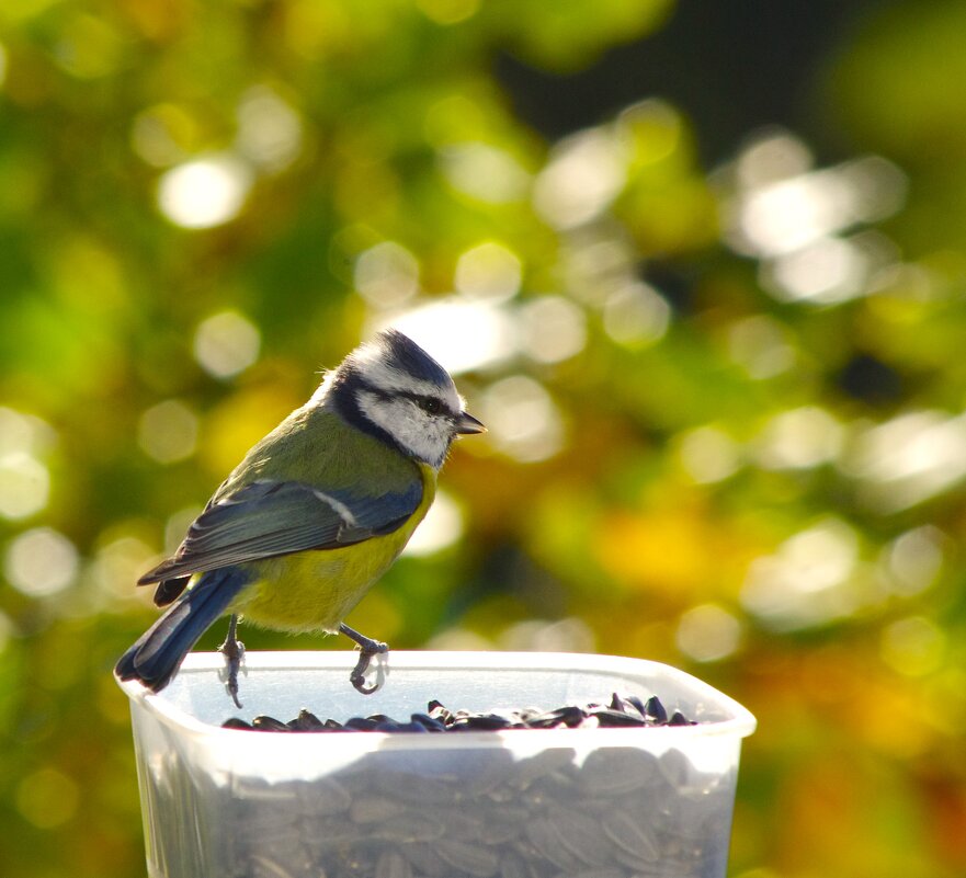Лазоревка... - Юрий Куликов