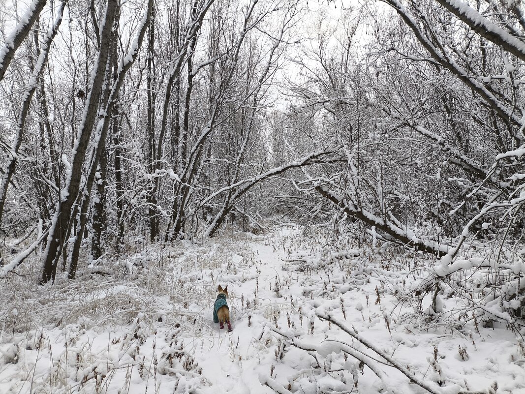Зимние прогулки - Anna Ivanova Зимние прогулки - Anna Ivanova