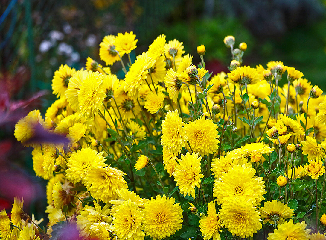 Осенние цветы - солнечные хризантемы - Светлана 