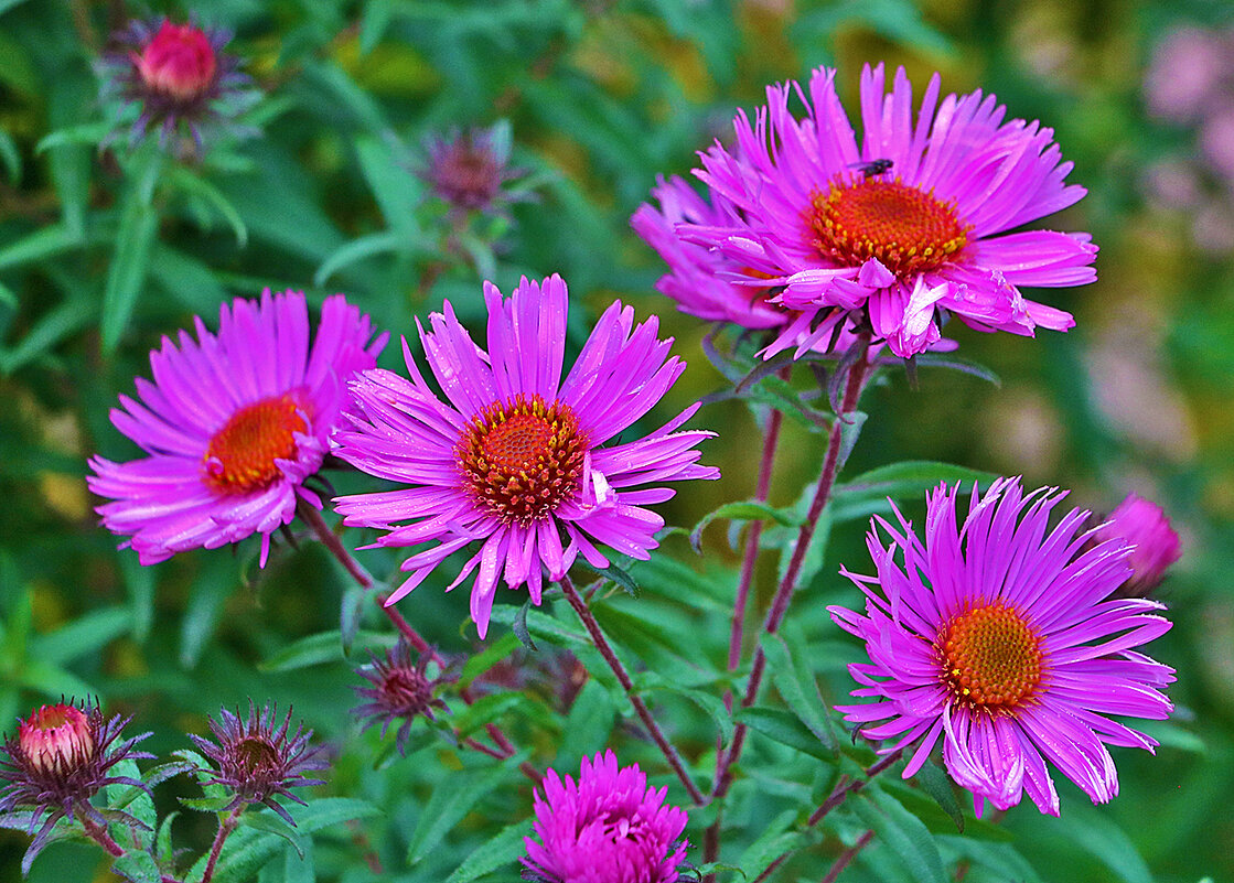 Сентябринки-октябринки - Светлана 