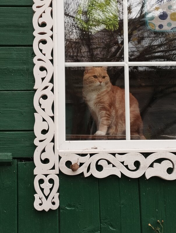 Кошка на окошке - Сергей Лындин