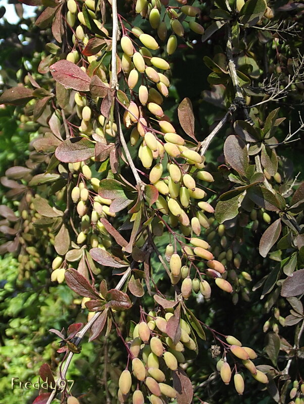 Барбарис - Freddy 97