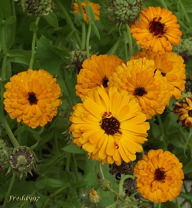 Календула - Freddy 97