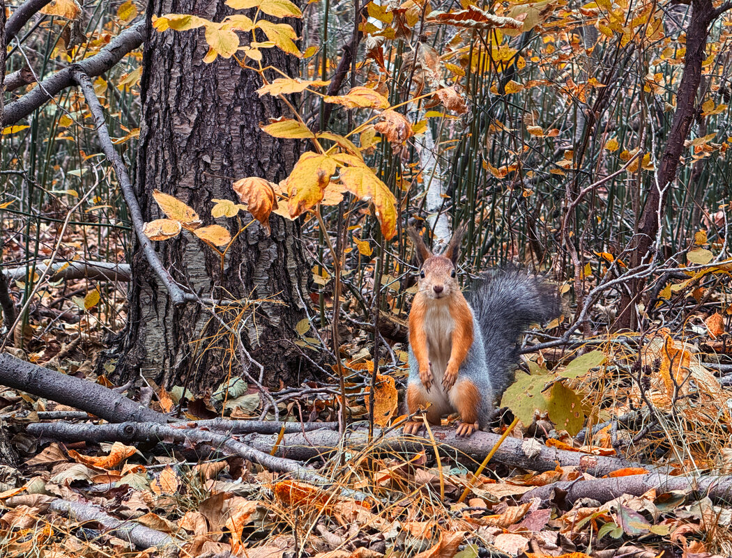 Осенний лес и его хозяйка. - Сергей Адигамов