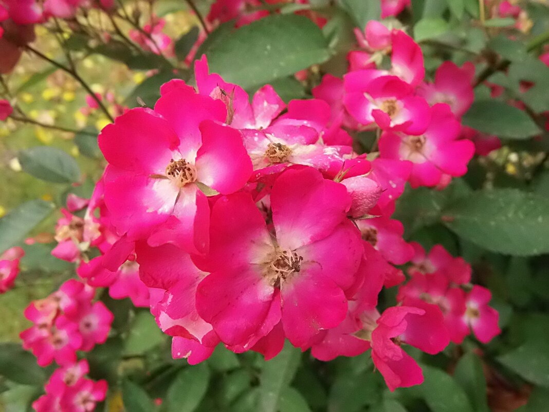 Сад опустел и только эти розы всё ещё цветут - Елена 