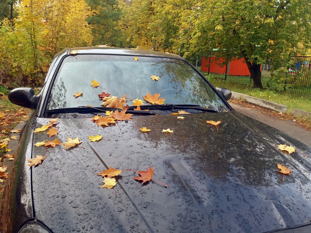 Листопад - Galina Solovova