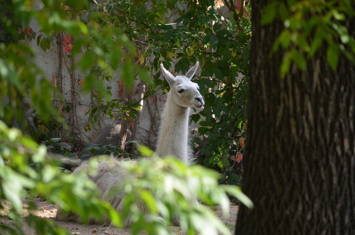 В зоопарке - Татьяна Тюменка