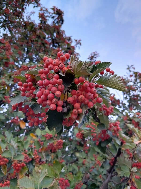 Осенний сюжет - Татьяна Пальчикова