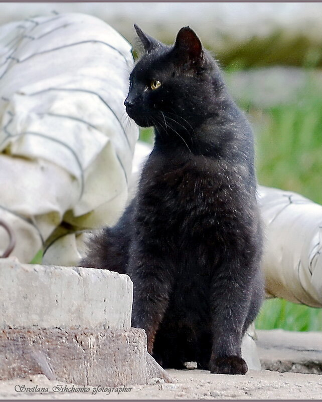 Незнакомка - Светлана Ищенко