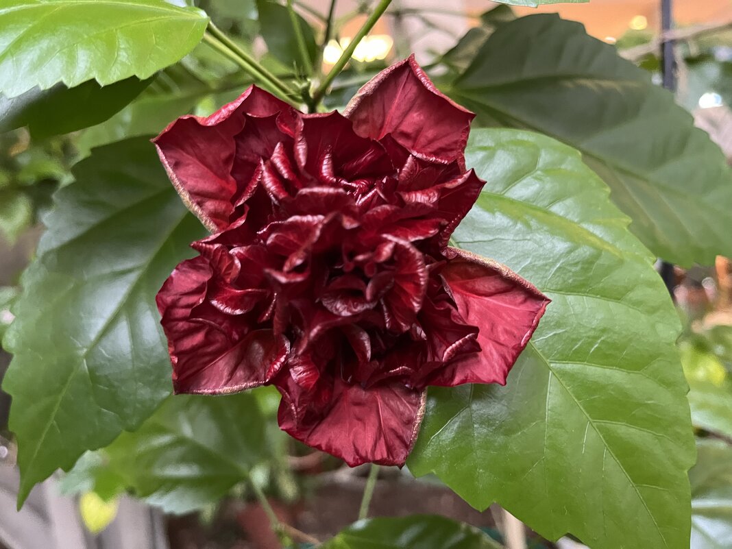 Гибискус - Дмитрий Никитин