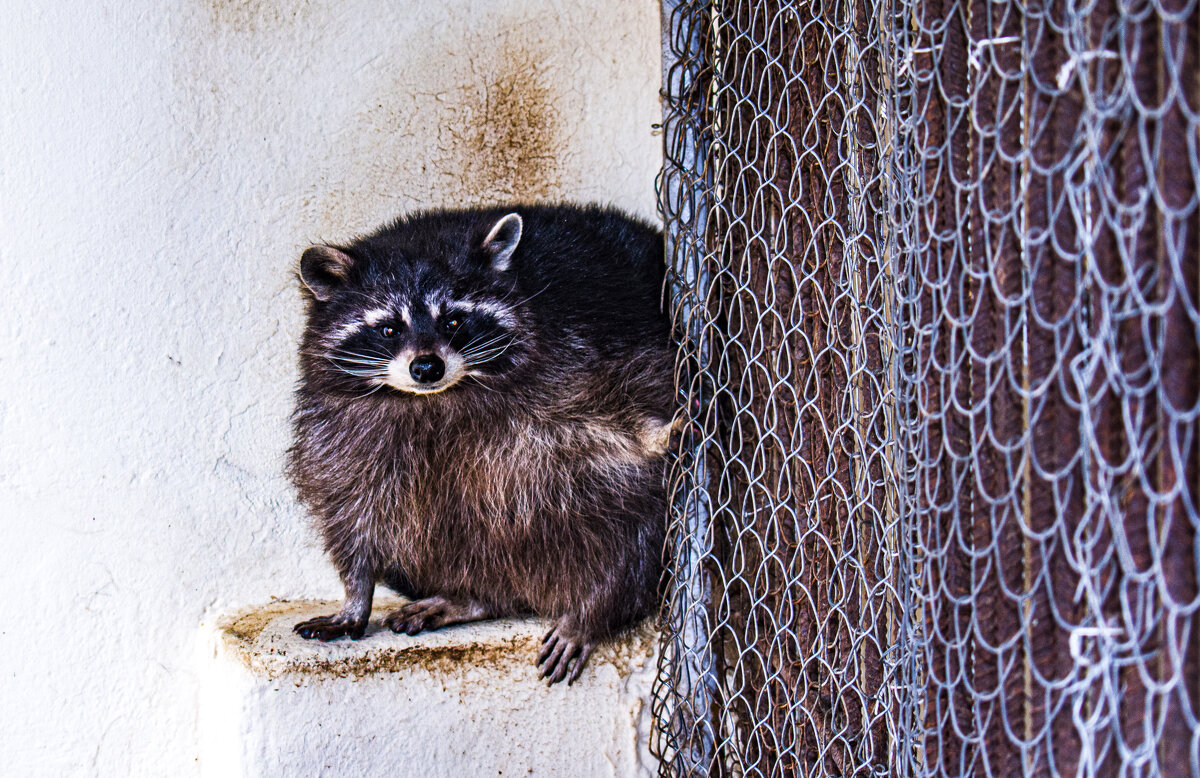 енот Клайд - petyxov петухов