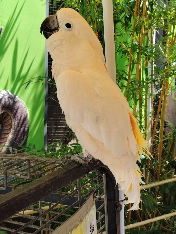 Белый попугай - Евгений Васильев