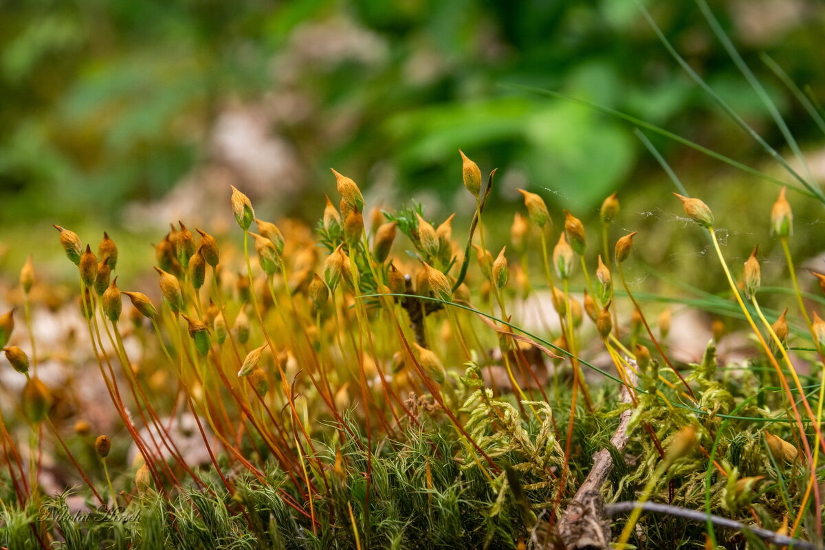 Кукушкин лён... - Николай Гирш