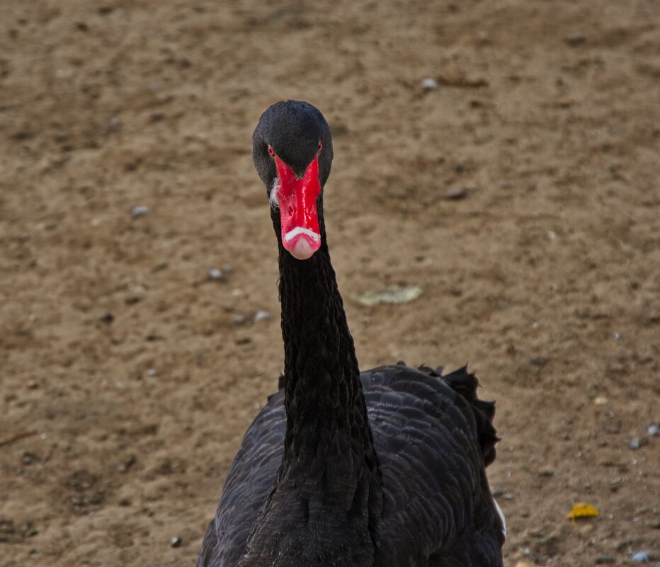 *** - Witalij Löwin