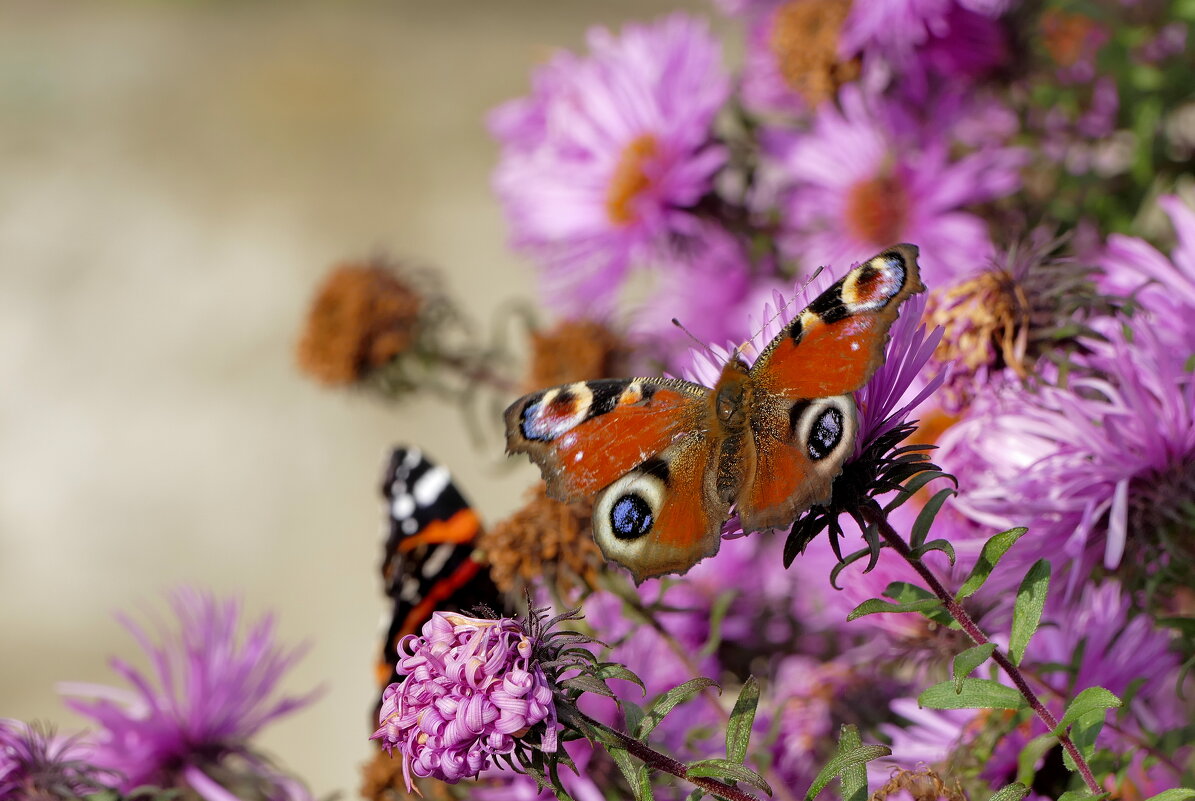 опять бабочки 6 - Александр Прокудин